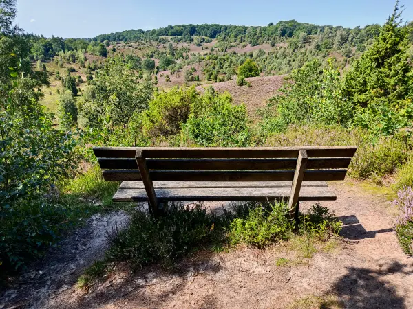 202308210-22 - Heideblüte im Totengrund, Lüneburger Heide, Niedersachsen, Deutschland