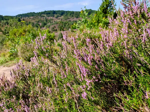 202308210-23 - Heideblüte im Totengrund, Lüneburger Heide, Niedersachsen, Deutschland