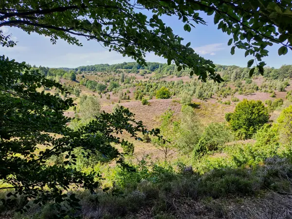 202308210-24 - Heideblüte im Totengrund, Lüneburger Heide, Niedersachsen, Deutschland