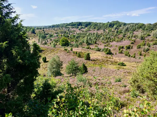 202308210-25 - Heideblüte im Totengrund, Lüneburger Heide, Niedersachsen, Deutschland
