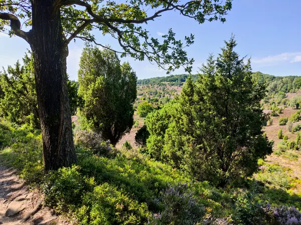 202308210-26 - Heideblüte im Totengrund, Lüneburger Heide, Niedersachsen, Deutschland