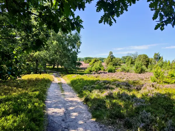 202308210-27 - Heideblüte im Totengrund, Lüneburger Heide, Niedersachsen, Deutschland