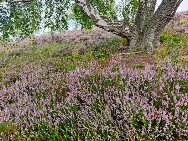 202308190-42 - Heideblüte in den Schwarzen Bergen, Hamburg, Deutschland
