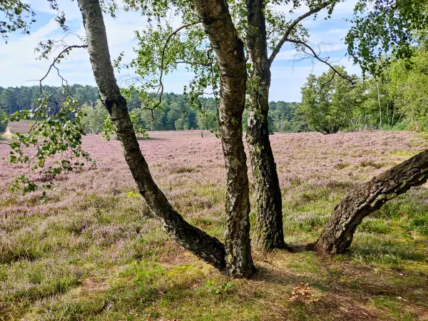 202308190-03 - Heideblüte in der Fischbeker Heide, Hamburg, Deutschland