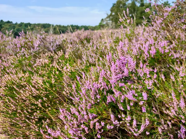 202308190-04 - Heideblüte in der Fischbeker Heide, Hamburg, Deutschland