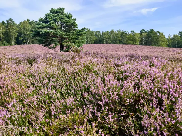 202308190-05 - Heideblüte in der Fischbeker Heide, Hamburg, Deutschland