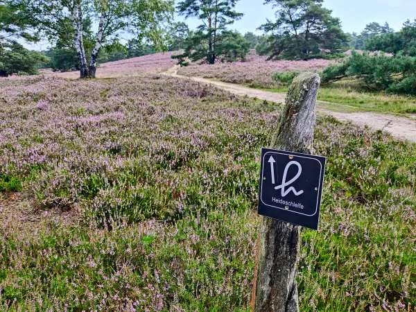 202308190-06 - Heideblüte in der Fischbeker Heide, Hamburg, Deutschland