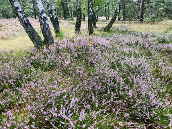 202308190-07 - Heideblüte in der Fischbeker Heide, Hamburg, Deutschland