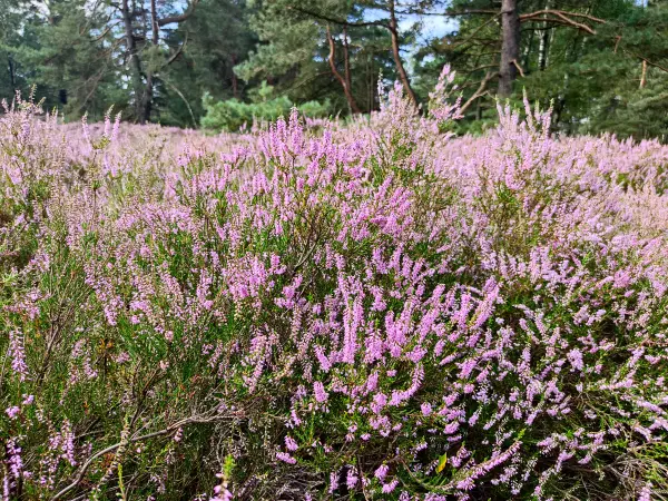202308190-08 - Heideblüte in der Fischbeker Heide, Hamburg, Deutschland