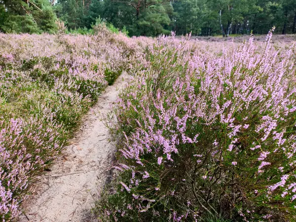 202308190-09 - Heideblüte in der Fischbeker Heide, Hamburg, Deutschland