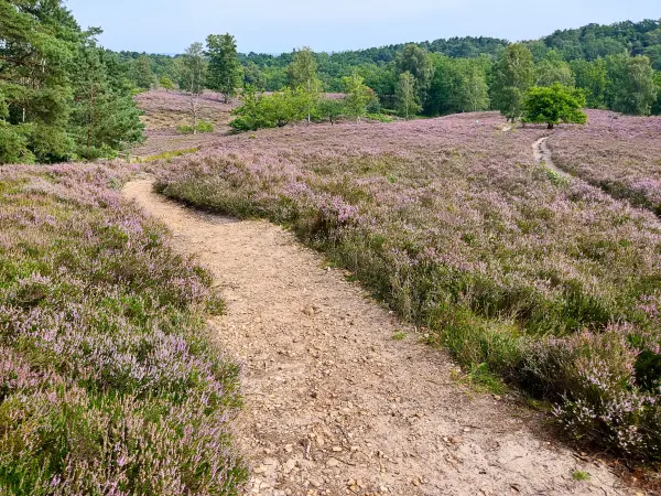 202308190-10 - Heideblüte in der Fischbeker Heide, Hamburg, Deutschland