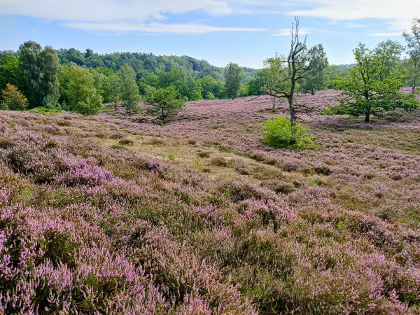 202308190-11 - Heideblüte in der Fischbeker Heide, Hamburg, Deutschland