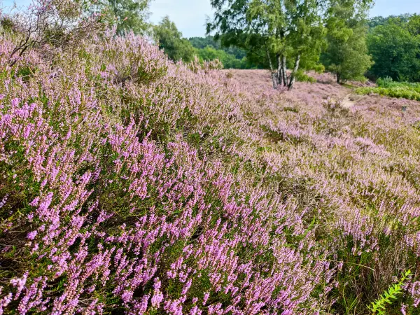 202308190-12 - Heideblüte in der Fischbeker Heide, Hamburg, Deutschland