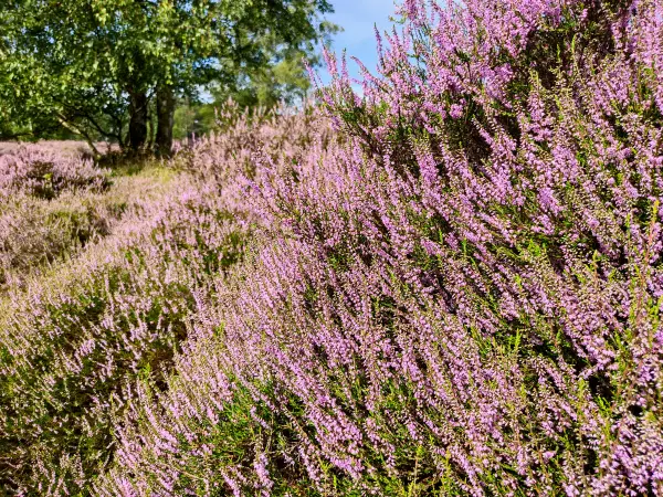 202308190-13 - Heideblüte in der Fischbeker Heide, Hamburg, Deutschland