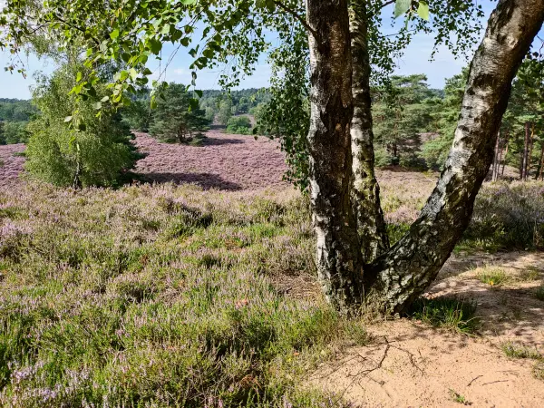 202308190-17 - Heideblüte in der Fischbeker Heide, Hamburg, Deutschland