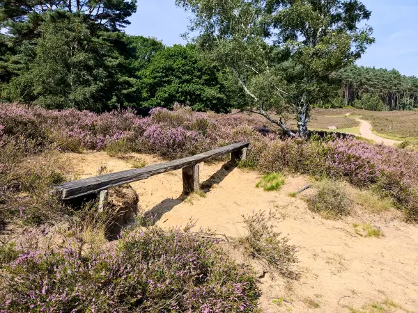 202308190-26 - Heideblüte in der Fischbeker Heide, Hamburg, Deutschland