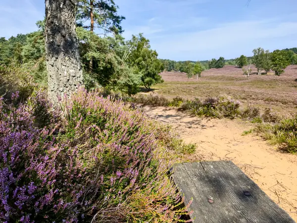 202308190-27 - Heideblüte in der Fischbeker Heide, Hamburg, Deutschland