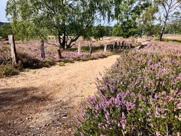 202308190-28 - Heideblüte in der Fischbeker Heide, Hamburg, Deutschland