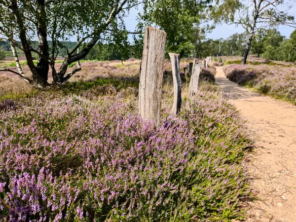 202308190-29 - Heideblüte in der Fischbeker Heide, Hamburg, Deutschland