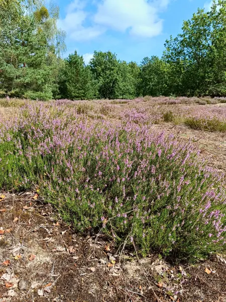 202508160-10 - Heideblüte in der Kleinen Schorfheide, Uckermark, Brandenburg, Deutschland