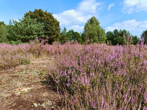 202508160-11 - Heideblüte in der Kleinen Schorfheide, Uckermark, Brandenburg, Deutschland