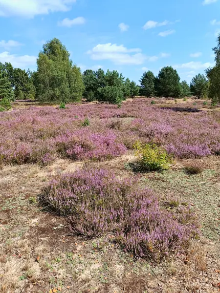 202508160-12 - Heideblüte in der Kleinen Schorfheide, Uckermark, Brandenburg, Deutschland