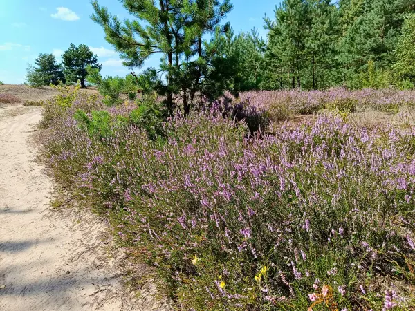 202508160-15 - Heideblüte in der Kleinen Schorfheide, Uckermark, Brandenburg, Deutschland