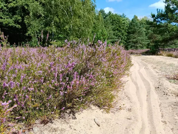 202508160-16 - Heideblüte in der Kleinen Schorfheide, Uckermark, Brandenburg, Deutschland