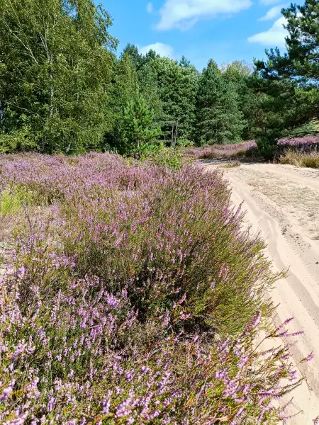 202508160-17 - Heideblüte in der Kleinen Schorfheide, Uckermark, Brandenburg, Deutschland