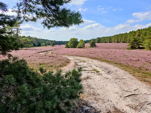 202308140-01 - Heideblüte in der Misselhorner Heide bei Hermannsburg, Lüneburger Heide, Niedersachsen, Deutschland