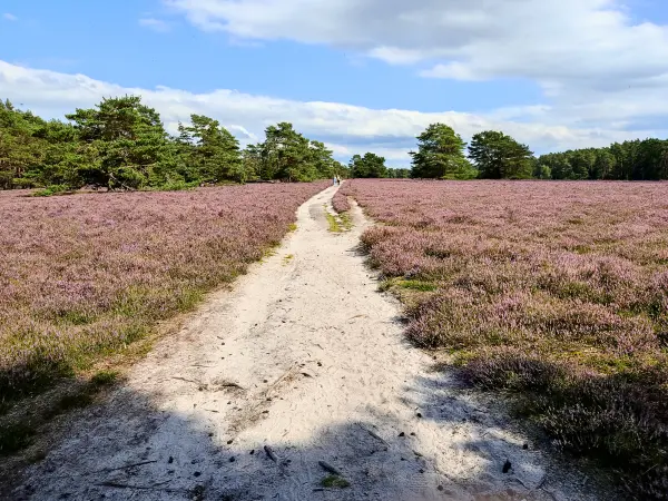 202308140-02 - Heideblüte in der Misselhorner Heide bei Hermannsburg, Lüneburger Heide, Niedersachsen, Deutschland