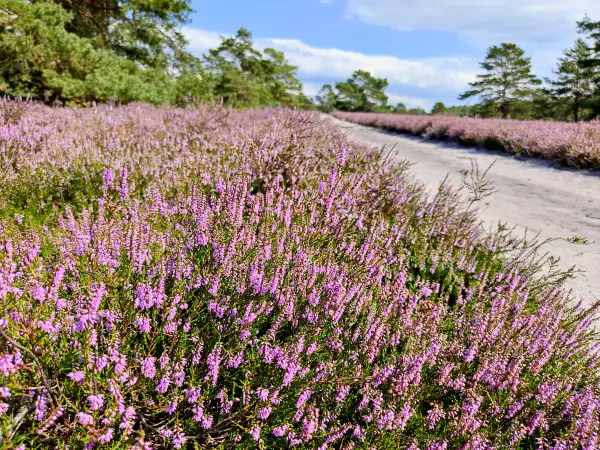 202308140-03 - Heideblüte in der Misselhorner Heide bei Hermannsburg, Lüneburger Heide, Niedersachsen, Deutschland