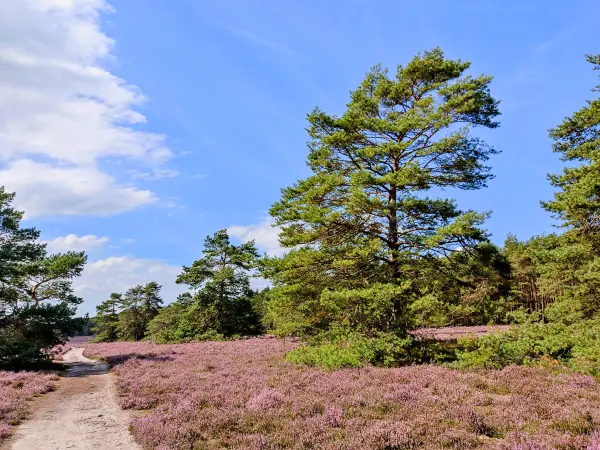 202308140-06 - Heideblüte in der Misselhorner Heide bei Hermannsburg, Lüneburger Heide, Niedersachsen, Deutschland