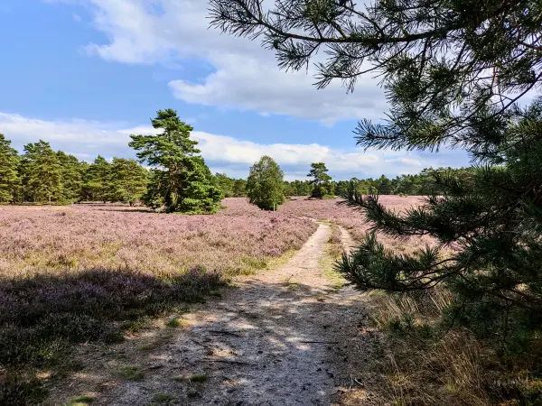 202308140-07 - Heideblüte in der Misselhorner Heide bei Hermannsburg, Lüneburger Heide, Niedersachsen, Deutschland