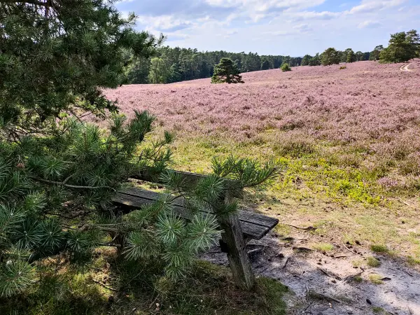 202308140-09 - Heideblüte in der Misselhorner Heide bei Hermannsburg, Lüneburger Heide, Niedersachsen, Deutschland