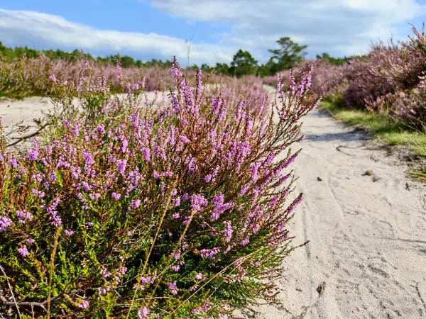 202308140-11 - Heideblüte in der Misselhorner Heide bei Hermannsburg, Lüneburger Heide, Niedersachsen, Deutschland