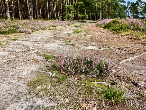 202308140-13 - Heideblüte in der Misselhorner Heide bei Hermannsburg, Lüneburger Heide, Niedersachsen, Deutschland