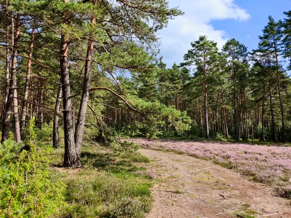 202308140-14 - Heideblüte in der Misselhorner Heide bei Hermannsburg, Lüneburger Heide, Niedersachsen, Deutschland