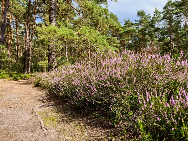 202308140-15 - Heideblüte in der Misselhorner Heide bei Hermannsburg, Lüneburger Heide, Niedersachsen, Deutschland