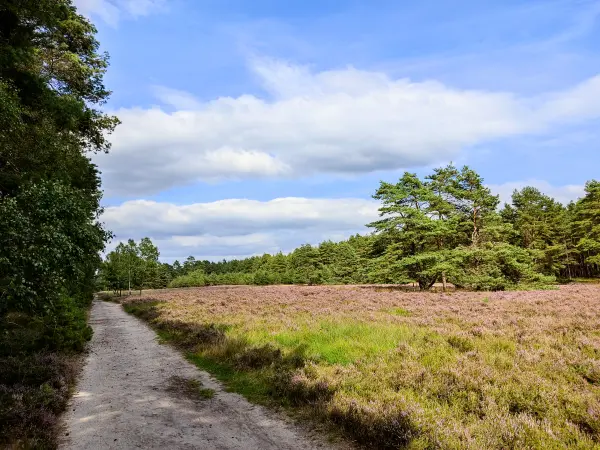 202308140-17 - Heideblüte in der Misselhorner Heide bei Hermannsburg, Lüneburger Heide, Niedersachsen, Deutschland
