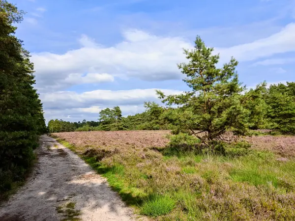 202308140-18 - Heideblüte in der Misselhorner Heide bei Hermannsburg, Lüneburger Heide, Niedersachsen, Deutschland