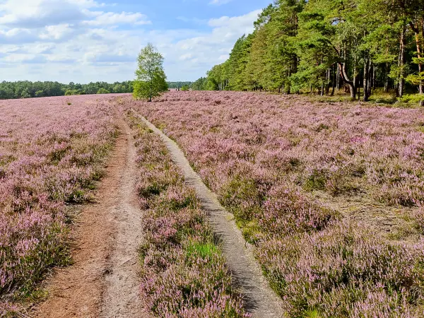 202308140-20 - Heideblüte in der Misselhorner Heide bei Hermannsburg, Lüneburger Heide, Niedersachsen, Deutschland