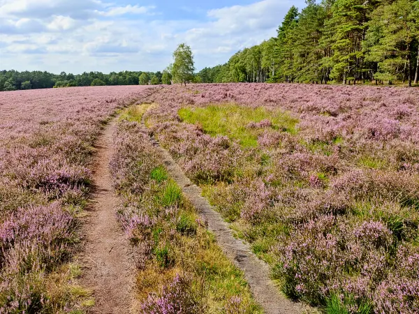 202308140-21 - Heideblüte in der Misselhorner Heide bei Hermannsburg, Lüneburger Heide, Niedersachsen, Deutschland