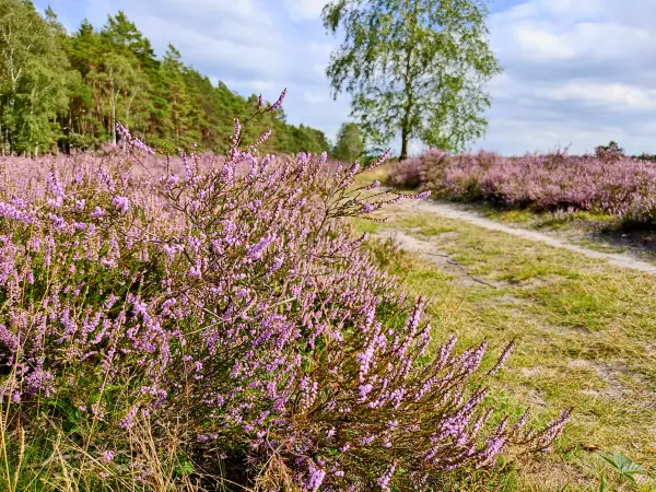 202308140-22 - Heideblüte in der Misselhorner Heide bei Hermannsburg, Lüneburger Heide, Niedersachsen, Deutschland