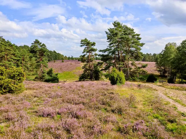 202308140-23 - Heideblüte in der Misselhorner Heide bei Hermannsburg, Lüneburger Heide, Niedersachsen, Deutschland