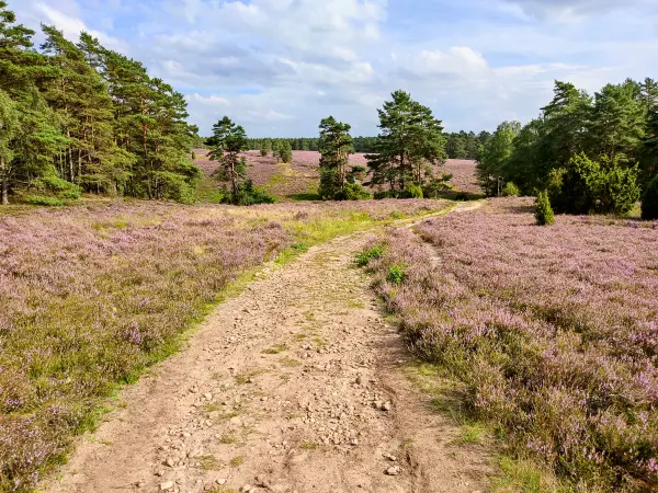 202308140-24 - Heideblüte in der Misselhorner Heide bei Hermannsburg, Lüneburger Heide, Niedersachsen, Deutschland