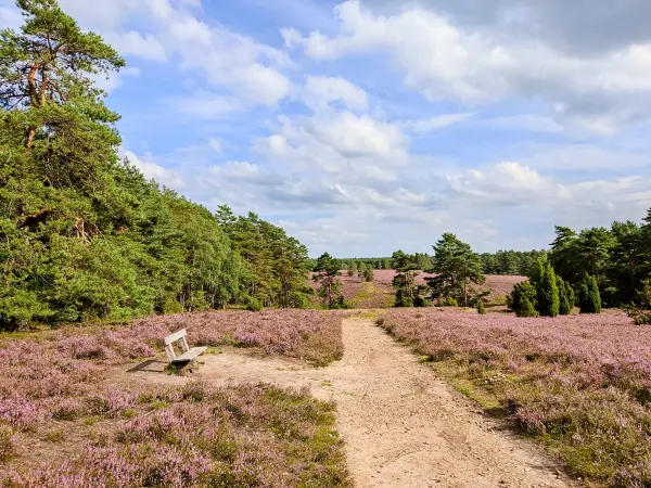 202308140-25 - Heideblüte in der Misselhorner Heide bei Hermannsburg, Lüneburger Heide, Niedersachsen, Deutschland