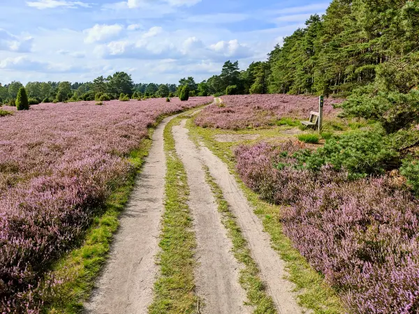 202308140-26 - Heideblüte in der Misselhorner Heide bei Hermannsburg, Lüneburger Heide, Niedersachsen, Deutschland