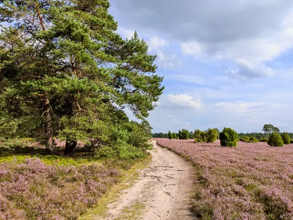 202308140-27 - Heideblüte in der Misselhorner Heide bei Hermannsburg, Lüneburger Heide, Niedersachsen, Deutschland