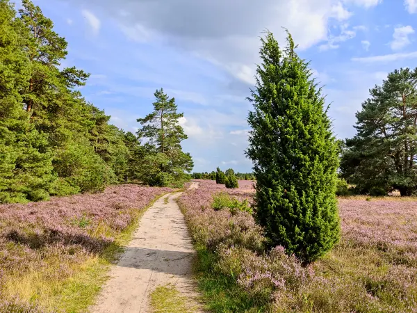 202308140-28 - Heideblüte in der Misselhorner Heide bei Hermannsburg, Lüneburger Heide, Niedersachsen, Deutschland